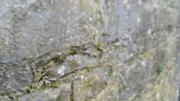 acastle 105785.jpg